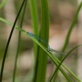 coenagrion-puella-switzerland-2.jpg