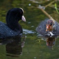 Fulica atra (Foulque macroule)