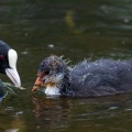 Fulica atra (Foulque macroule)