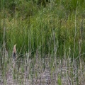 Ixobrychus minutus (Blongios nain)