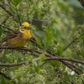 Emberiza citrinella (Bruant jaune)