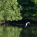 Chlidonias niger (Guifette noire)