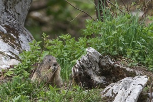 Marmota marmota (Marmotte)