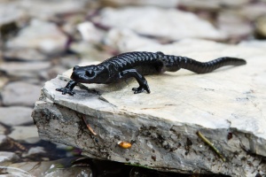 Salamandra atra (Salamandre noire)