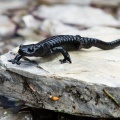 salamandra-atra-switzerland-2.jpg