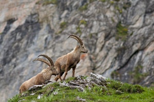 Capra ibex (Bouquetin)