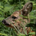 Capreolus capreolus (Chevreuil)