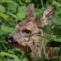 Capreolus capreolus (Chevreuil)