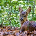 Capreolus capreolus (Chevreuil)