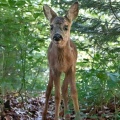 Capreolus capreolus (Chevreuil)