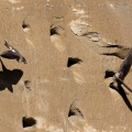 Riparia riparia (Hirondelle de rivage)