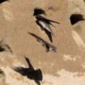 Riparia riparia (Hirondelle de rivage)