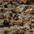 Burhinus oedicnemus (Oedicnème criard)