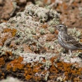 Anthus berthelotii (Pipit de Berthelot)