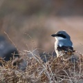 lanius-meridionalis-canaries-fuerteventura-2.jpg