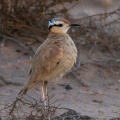 cursorius-cursor-canaries-fuerteventura-5.jpg