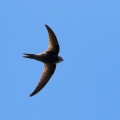 apus-pallidus-canaries-la-palma.jpg