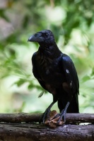 Corvus corax (Grand corbeau)