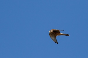 Falco tinnunculus (Faucon crécerelle)