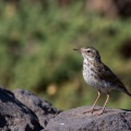 anthus-berthelotii-canaries-la-palma.jpg