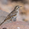 anthus-berthelotii-canaries-la-palma-2.jpg