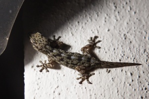 Tarentola delalandii (Gecko de Tenerife)