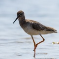 Tringa totanus (Chevalier gambette)
