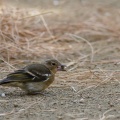fringilla-coelebs-canaries-el-hierro.jpg