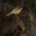phylloscopus-canariensis-canaries-el-hierro.jpg
