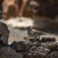 fringilla-teydea-canaries-tenerife.jpg