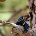dendrocopos-major-canaries-tenerife-3.jpg