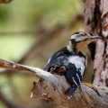 dendrocopos-major-canaries-tenerife-5.jpg