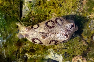 Aplysia dactylomela (Lièvre de mer)