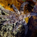 coscinasterias-tenuispina-canaries-tenerife.jpg