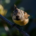 Lophophanes cristatus (Mésange huppée)