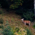 Cervus elaphus (Cerf)