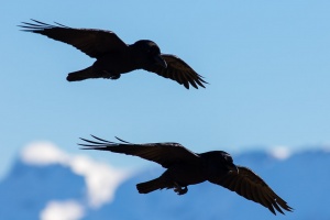 Corvus corax (Grand corbeau)
