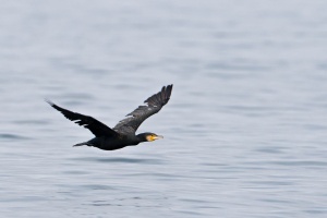 Phalacrocorax carbo (Grand cormoran)