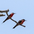 Merops malimbicus