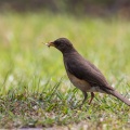 Turdus pelios