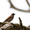 passer-griseus-gabon.jpg