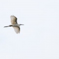 egretta-gularis-gabon.jpg
