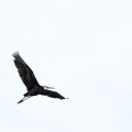 Egretta gularis