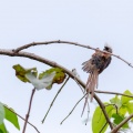 colius-striatus-gabon-2.jpg