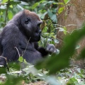 gorilla-gorilla-gabon-14.jpg
