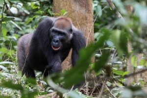 Gorilla gorilla (Gorille de plaine)