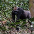 gorilla-gorilla-gabon-23.jpg