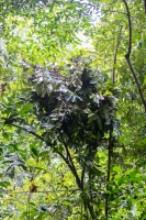 Gorilla gorilla (Gorille de plaine), nid
