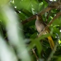 ixonotus-guttatus-gabon.jpg