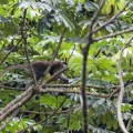 Cercopithecus cephus (Moustac)